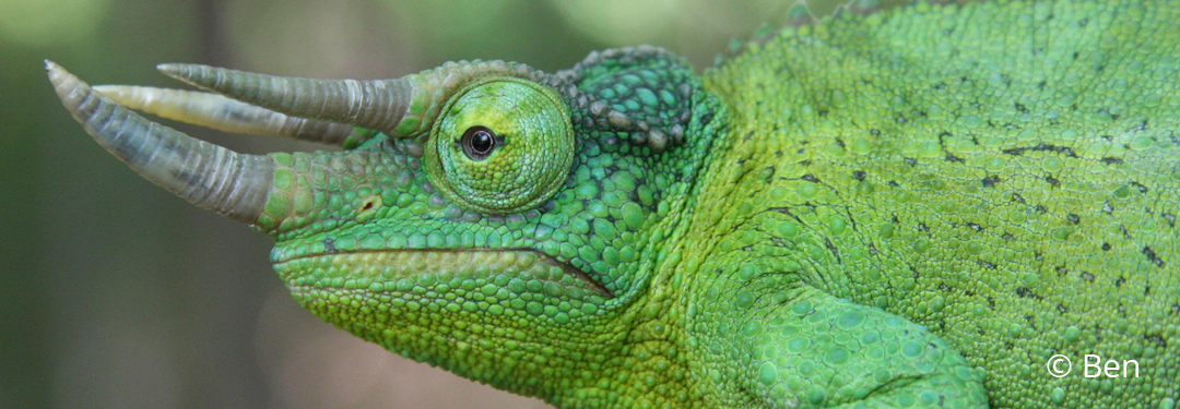 Trioceros jacksonii xantholophus