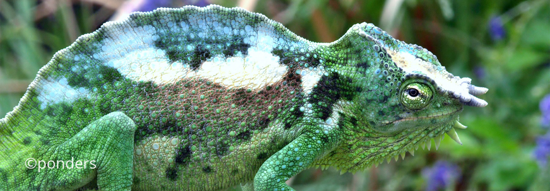 Trioceros quadricornis quadricornis