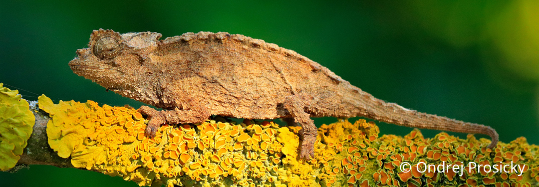 Brookesia ebenaui