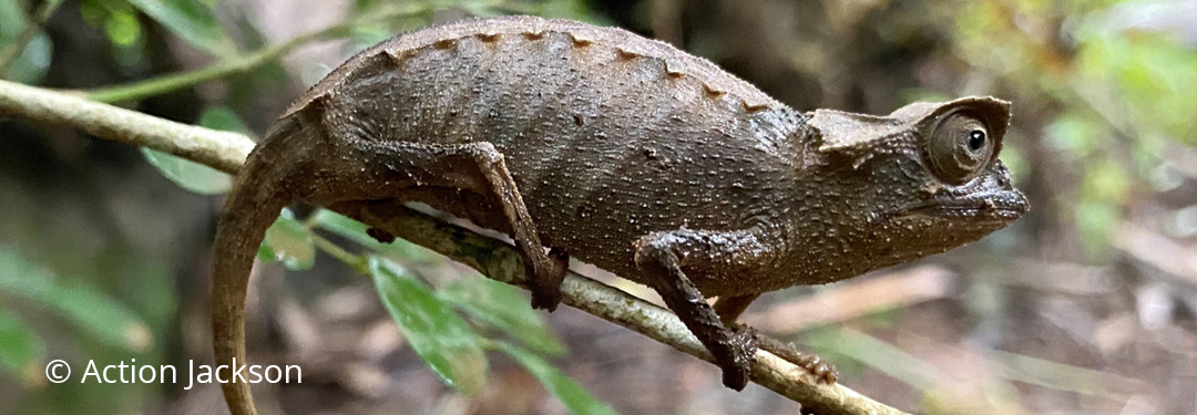 Brookesia stumpffi