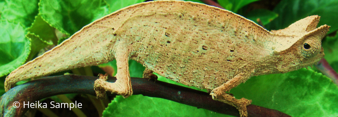 Brookesia superciliaris