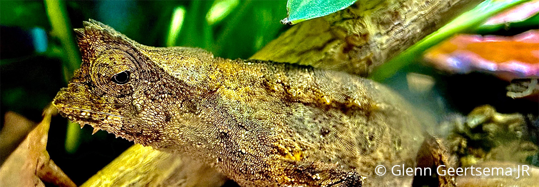 Brookesia therezieni
