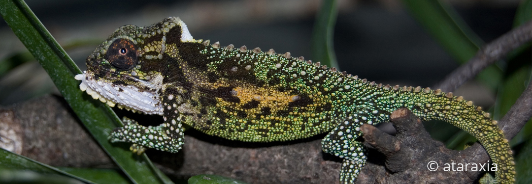 Bradypodion thamnobates