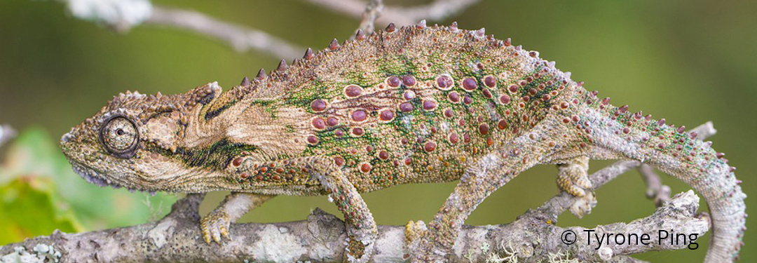 Bradypodion ventrale