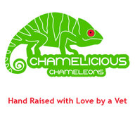 Chamelicious Chameleons