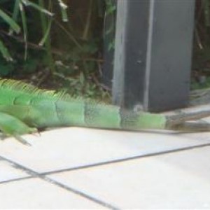 Iguanas