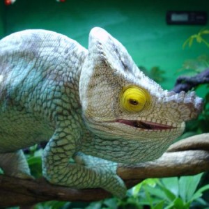 Parsonii