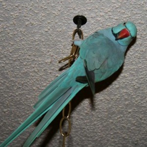 My birds