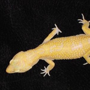 Geckos