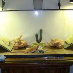 Herps!
