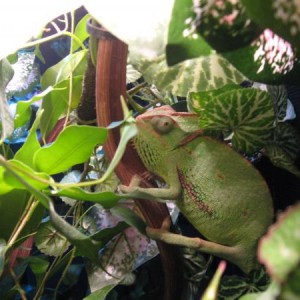 My cham