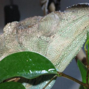 New Photos of Ichi