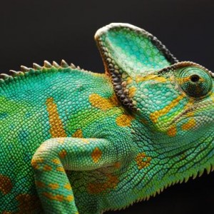 My Beautiful Camille 3/9/08 to 11/10/11