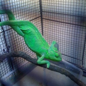 Chameleons