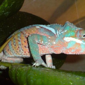 cham :)