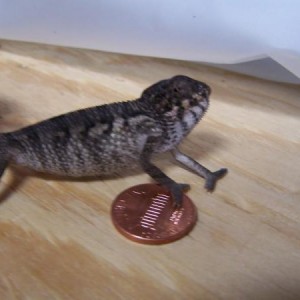 Chameleon Pics