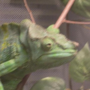 my chameleons