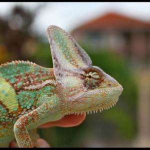 SoBe