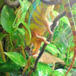 Furcifer pardalis