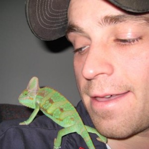 Veiled Chameleon, Male