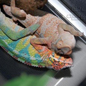 Chameleons