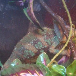 Spock - Male Veiled