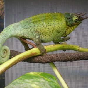 Jacksonii