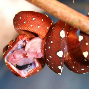 Green Tree Python