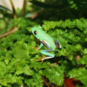 Red Eyed Tree Frog