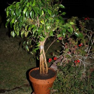 How to repot Plants 101