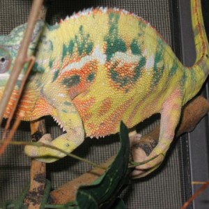 Doodlebug