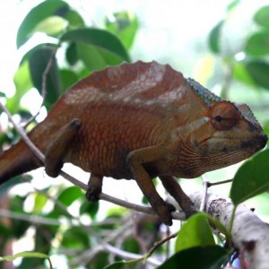 Chameleons