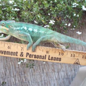 Chameleo Estevez Growth