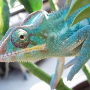 Chameleo Estevez