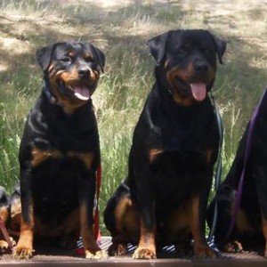 Rottweilers