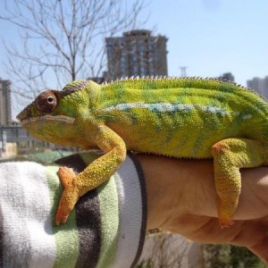Chameleons, Furcifer and calumma group
