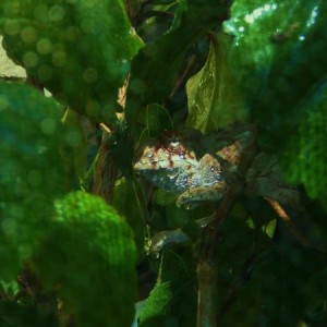 Zelda - Female Furcifer pardalis (Nosy Mitsio)