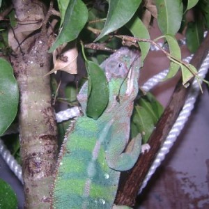 Reptiles!