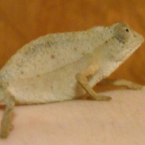 My new female Pygmy