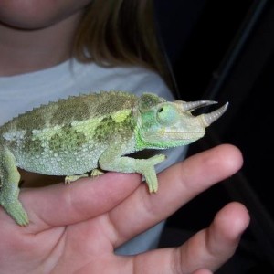 Sharkey's Chameleons
