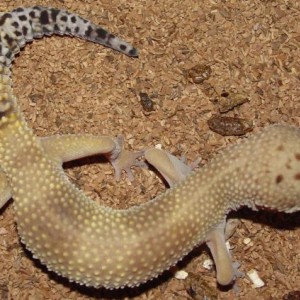 Leopard Geckos