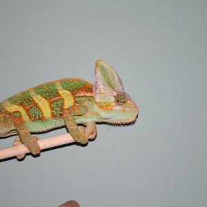 Xerxes