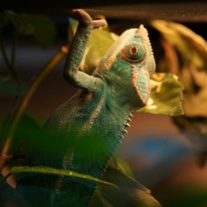 ChamCamPhotos