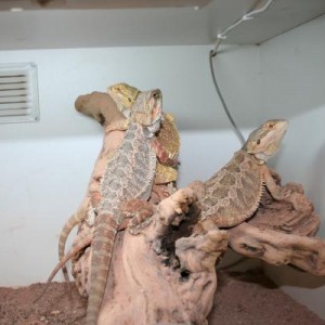 Bearded Dragons