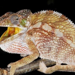 Chameleons of Madagascar