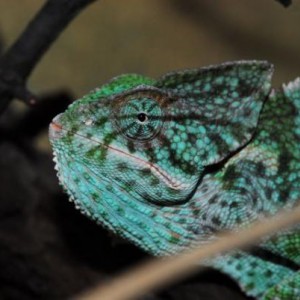 Chameleons of Arabia and Socotra