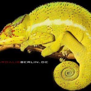 my chameleons