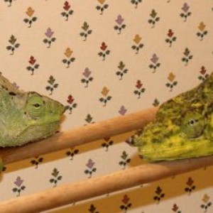 Chameleons