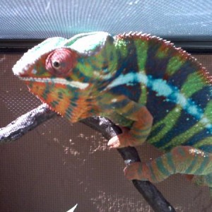 Ambilobe Babies