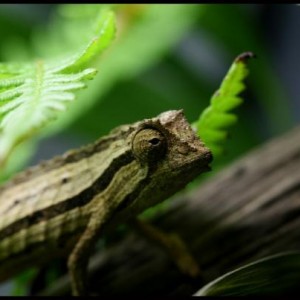 Pygmy Chameleons